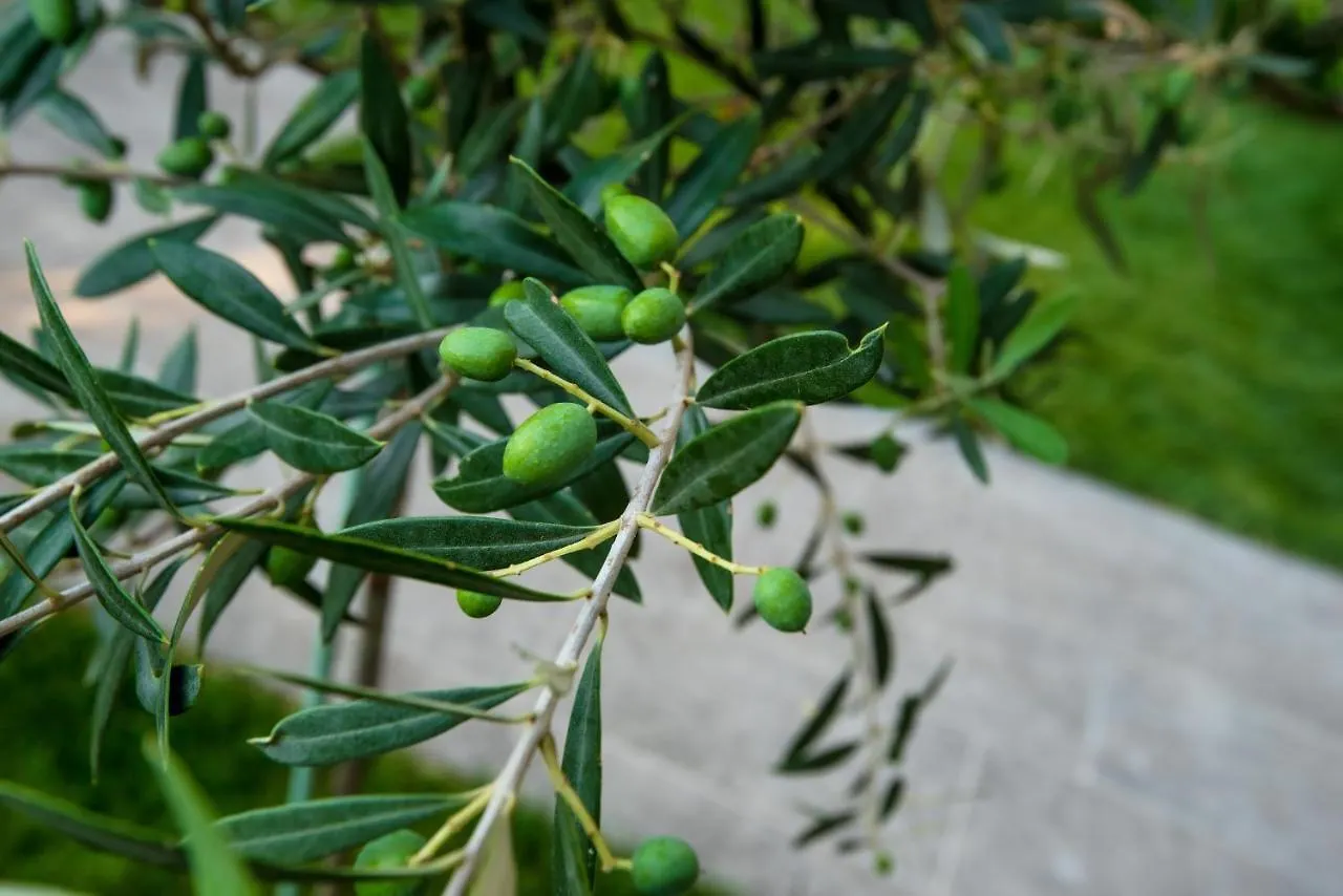 Olive 302 Apartment Peraia